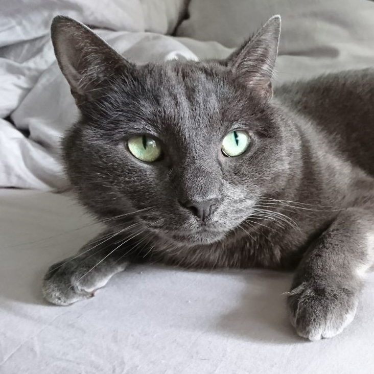 A grey cat