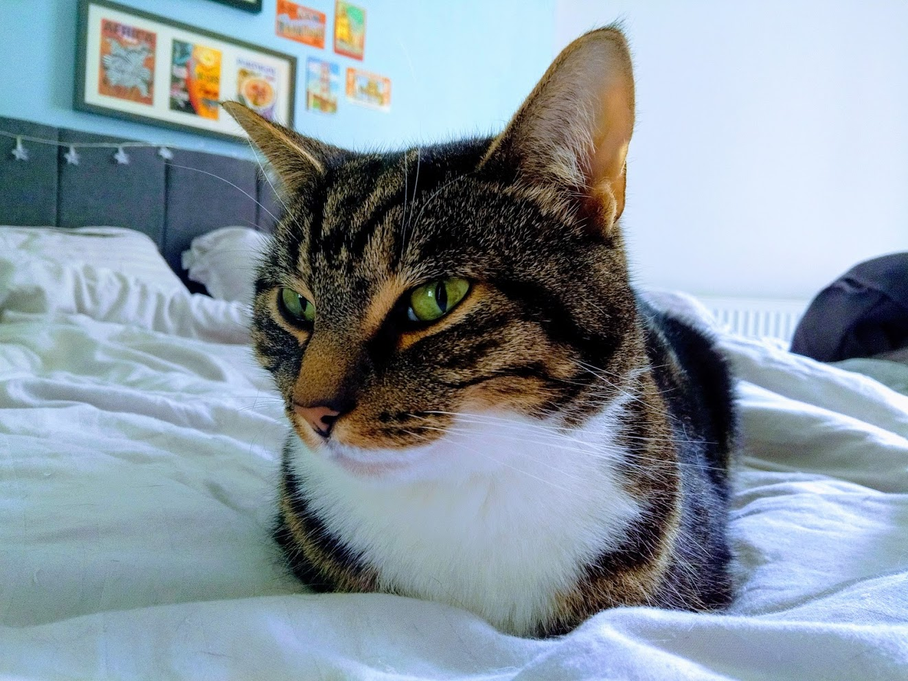 A tabby and white cat with green eyes sitting on a bed